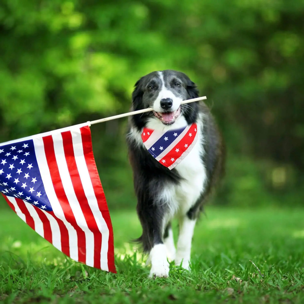 A black and white dog holds a small American flag in its mouth outdoors.