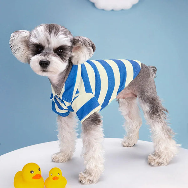 A small, fluffy grey and white dog wearing a blue and yellow striped polo shirt against a light blue background.