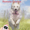 A white dog is shown with a pink training collar and a remote control in a grassy outdoor setting.