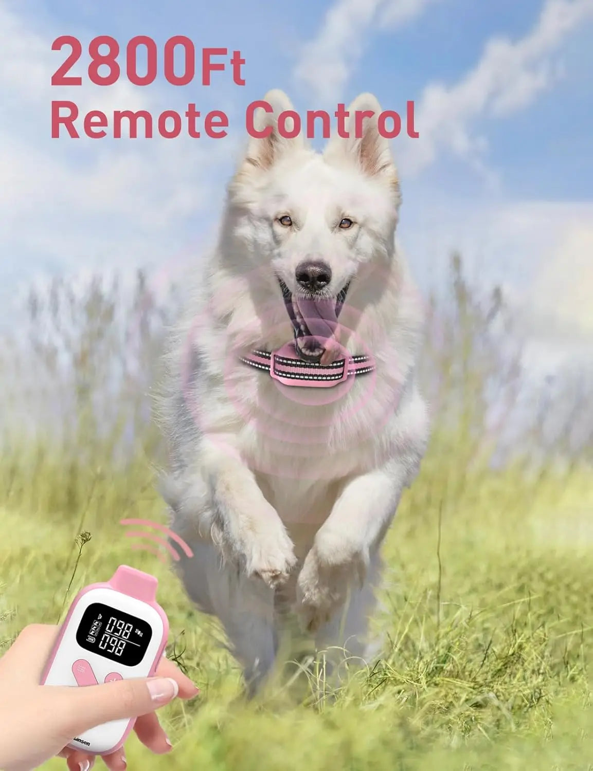 A white dog is shown with a pink training collar and a remote control in a grassy outdoor setting.