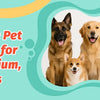 A collection of various dog breeds, including a German Shepherd, Golden Retriever, and small mixed-breed dogs, positioned wit
