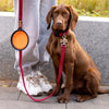 A brown dog sits next to a gray person, wearing a red collar and leash, with an orange silicone travel bowl visible.