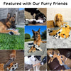 A collection of various dog toys, including plush toys and crinkle squeaky toys, featured with furry friends.