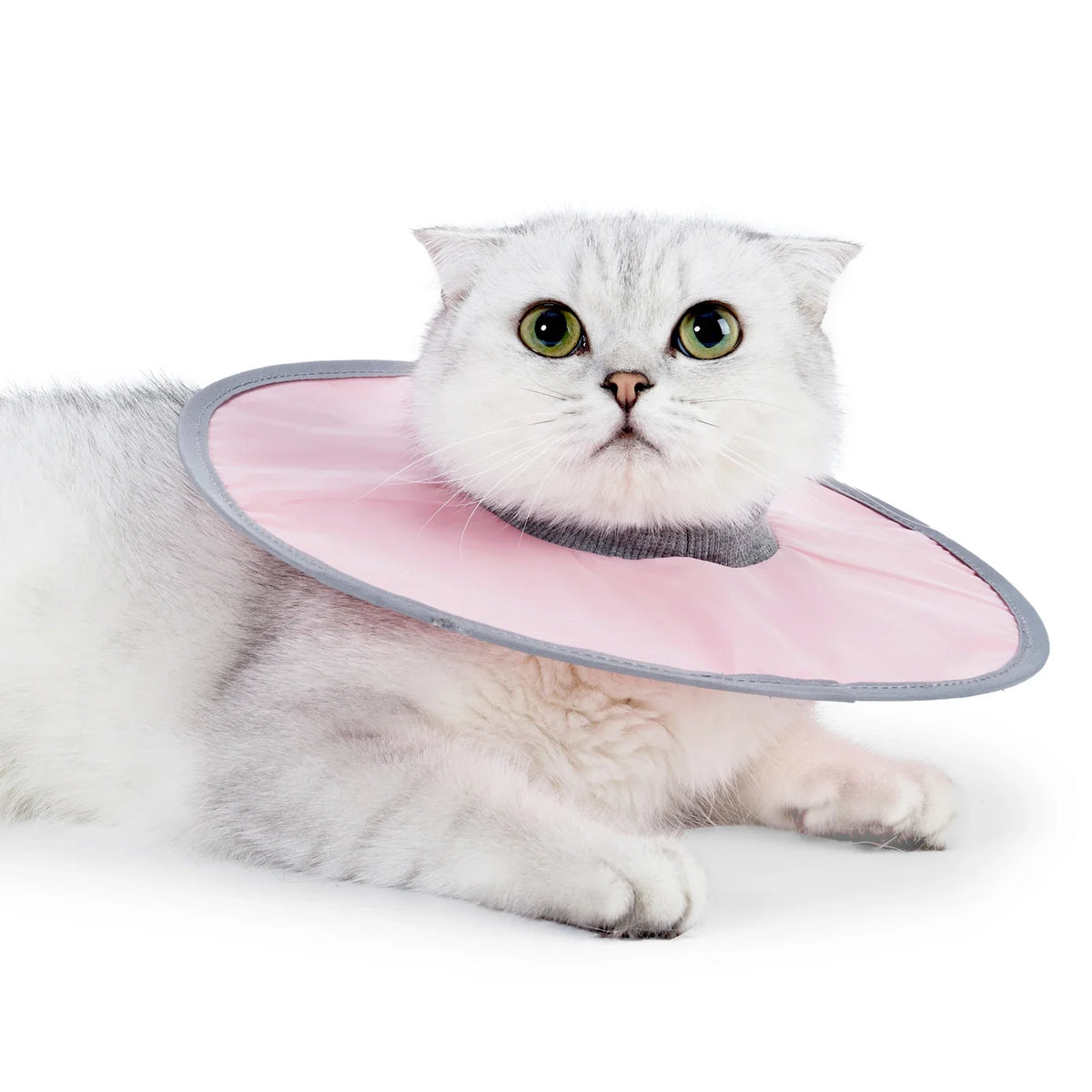 Un chat blanc duveteux portant un collier de convalescence rose vétérinaire.