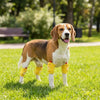 A beautiful tricolor dog wearing yellow knee pads standing on green grass.