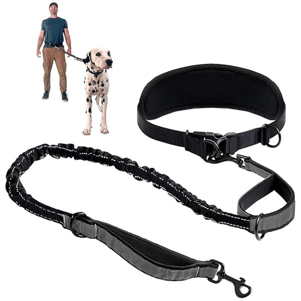 A black hands-free dog leash with a lumbar support belt and attached to a dog.
