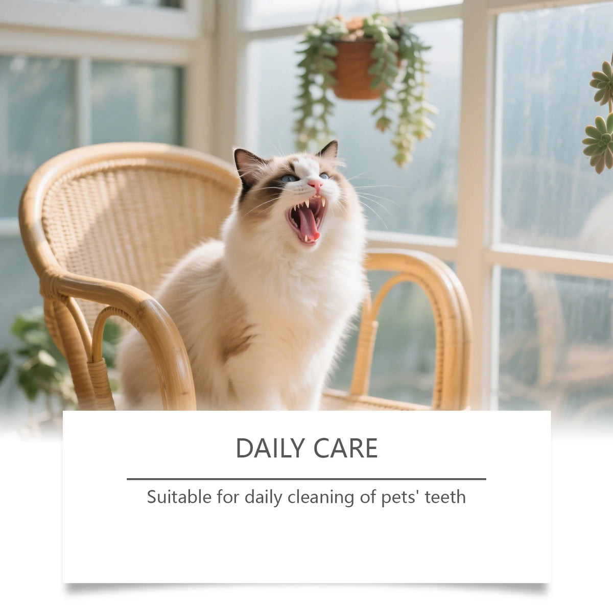 A fluffy white cat is looking up with its mouth open, positioned in front of a window.