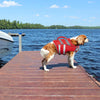 Ein goldener Retriever mit einer rot-grauen wasserdichten Rettungsweste steht auf einem Holzsteg über blauem Wasser.