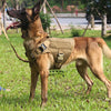 A brown German Shepherd wearing a heavy duty tactical dog harness with a padded vest and Molle pouch system in a grassy outdo
