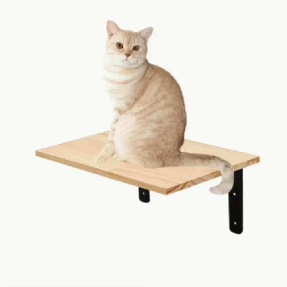 Ein flauschiger orange und weißer Kater sitzt auf einem Holzregal an der Wand.