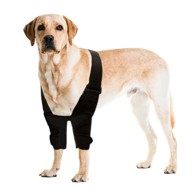 A light-colored Labrador dog wearing a black pet joint support rehabilitation tool.
