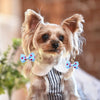 A small, light brown dog wearing a white collar and striped shirt, with blue polka dot pet bows on its ears.