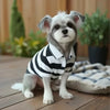 A small, fluffy gray and white dog wearing a black and white striped polo shirt sits on a wooden surface.