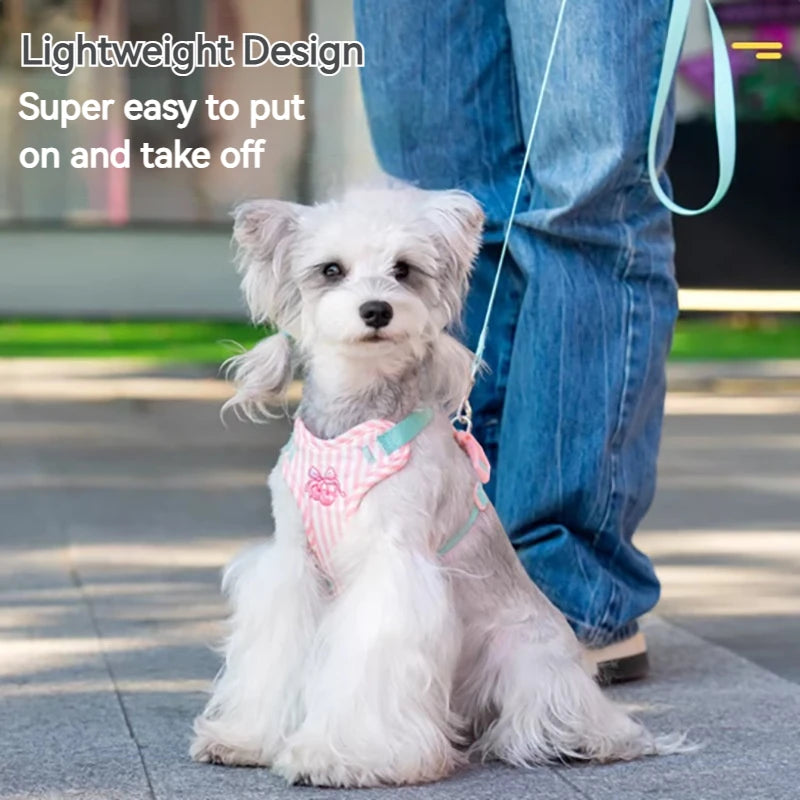 A small white dog wearing a pink and white striped harness and attached to a light blue leash, being held by a person.