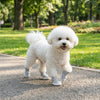 A fluffy white dog wearing gray anti-slip shoes walks on a paved path in a park.
