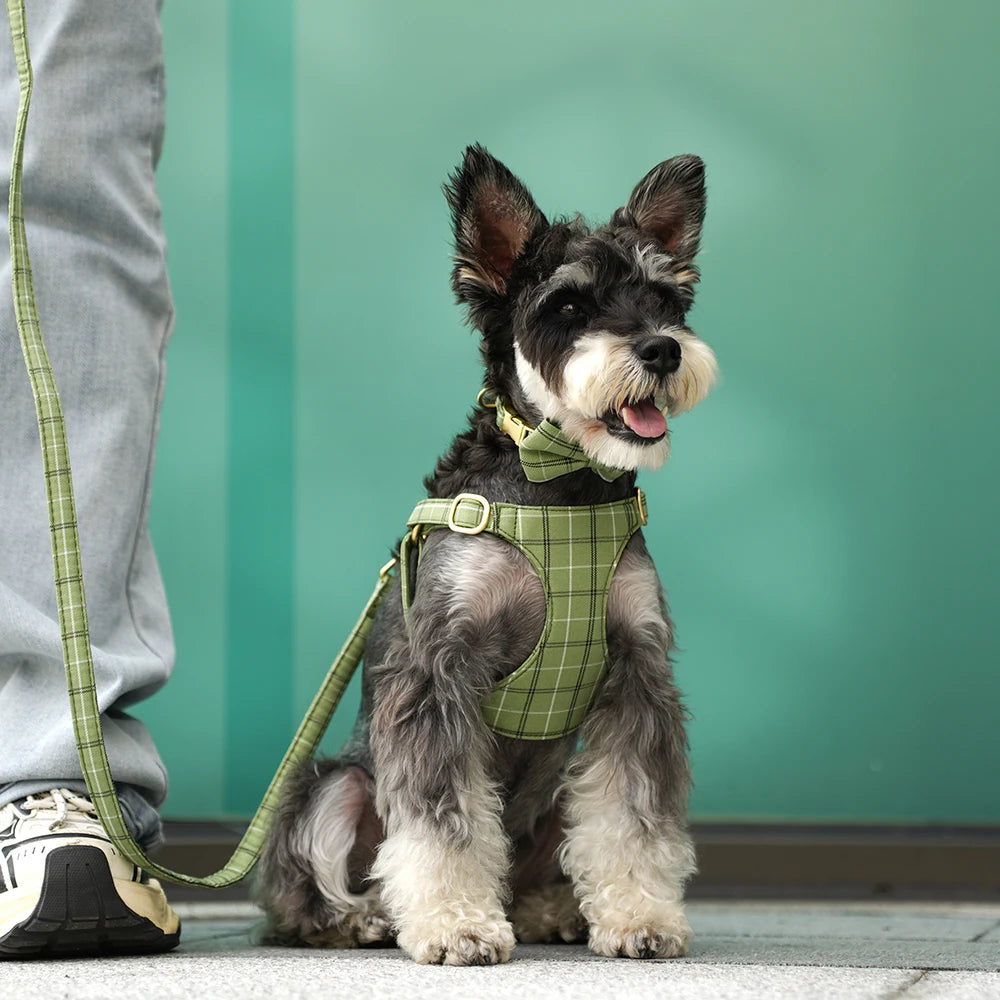 A small, fluffy dog wearing a green plaid harness and collar sits on a gray floor.