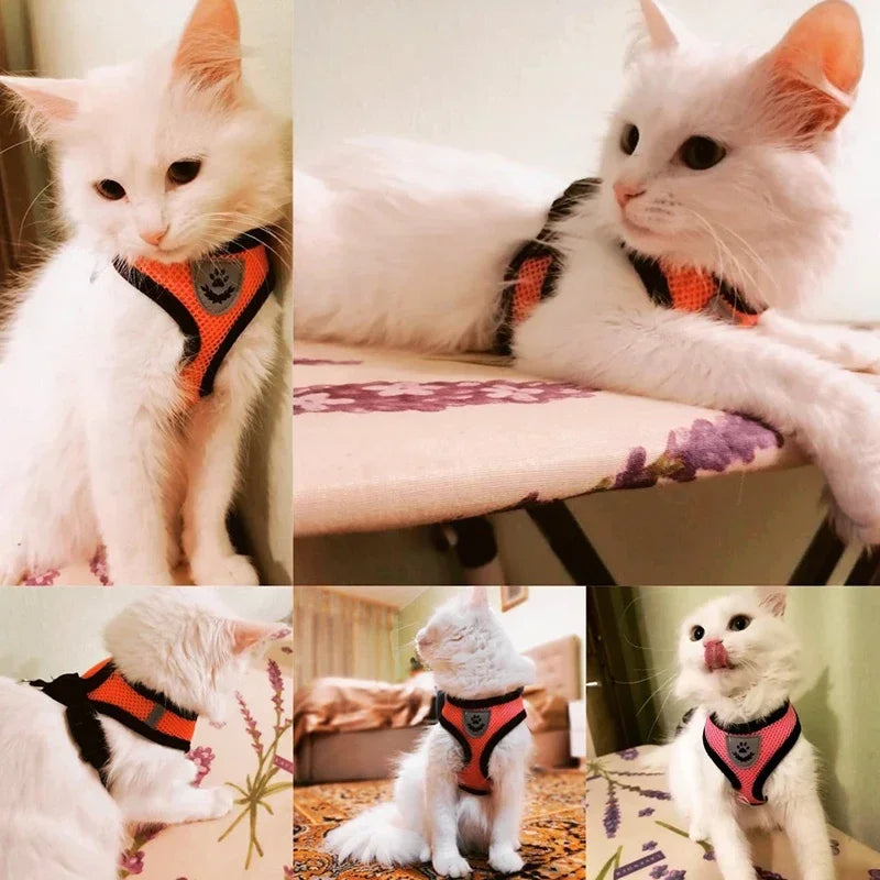 Una colección de gatos blancos vistiendo arneses para mascotas naranjas y negros.