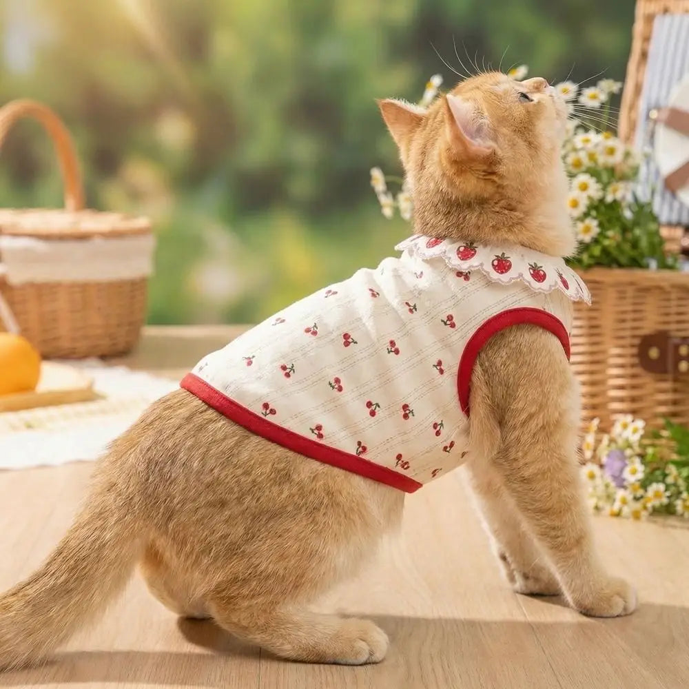 A fluffy orange cat wearing a white pet vest with a red ruffled strawberry print.