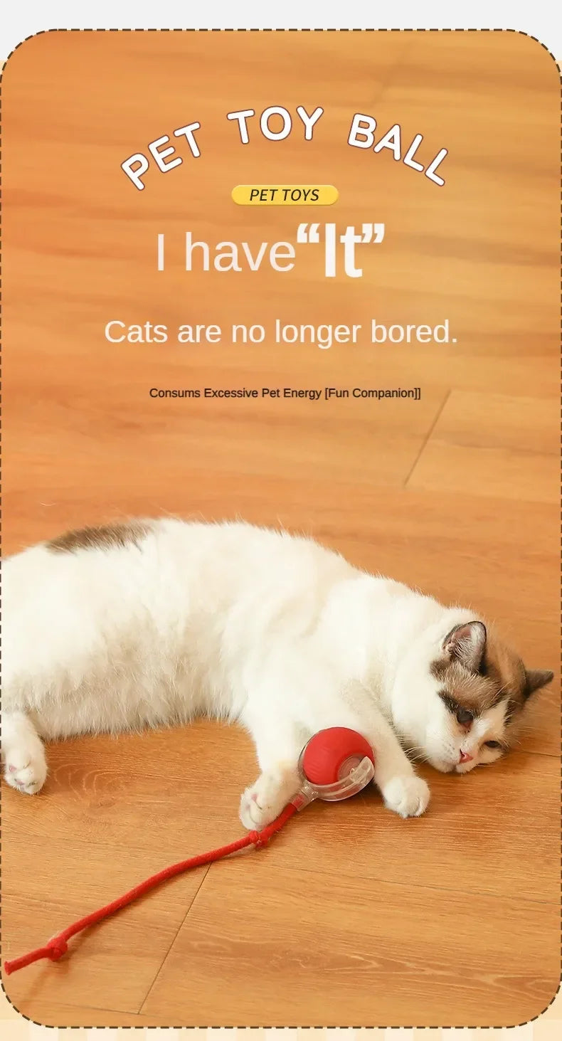A white and gray cat is playing with a red rolling ball toy on a wooden floor.