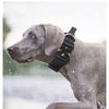 A gray dog wearing a black tactical collar, looking to the left in an outdoor setting.