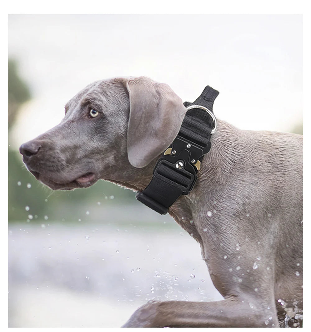 A gray dog wearing a black tactical collar, looking to the left in an outdoor setting.