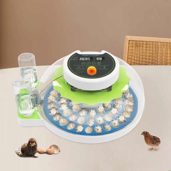 A white bird egg incubator with a green base and blue tray is shown next to a small bird.