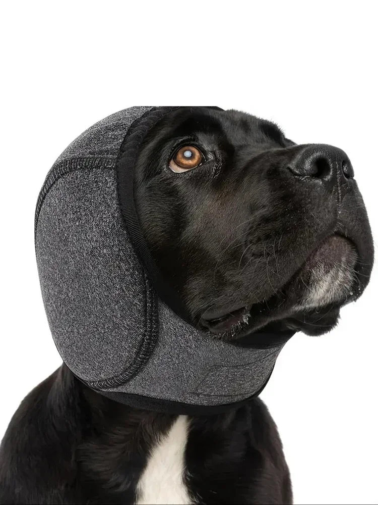 A black dog wearing gray pet noise reduction ear muffs.