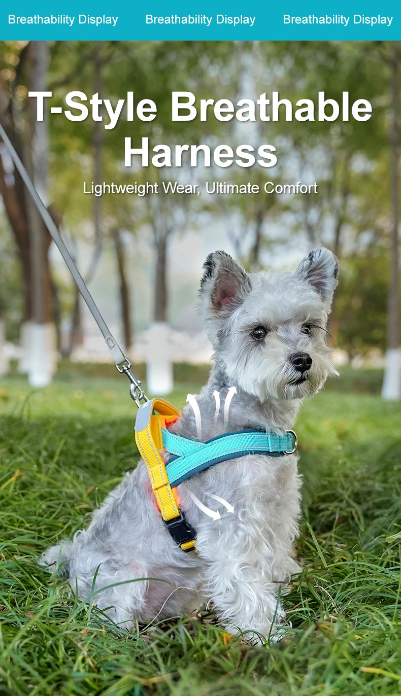 Hund mit blauem Geschirr sitzt auf grünem Gras und demonstriert das T-Style Atmungsaktive Geschirr.