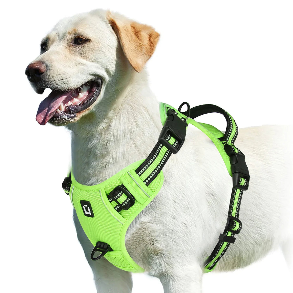 A light-colored dog wearing a neon green padded harness for walking or training.