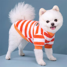 Un chiot blanc portant un pull en polaire rayé orange et blanc.