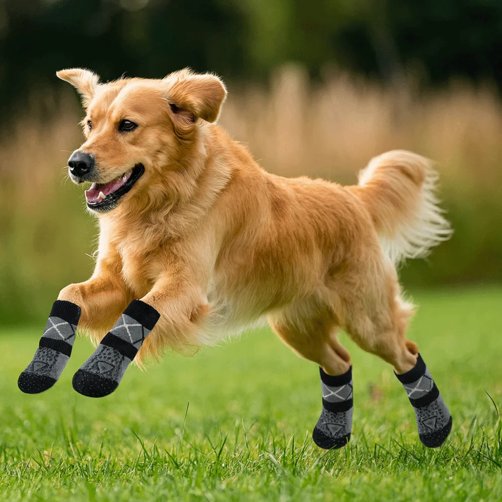 A golden retriever dog wearing anti-slip knitted socks while running across green grass.