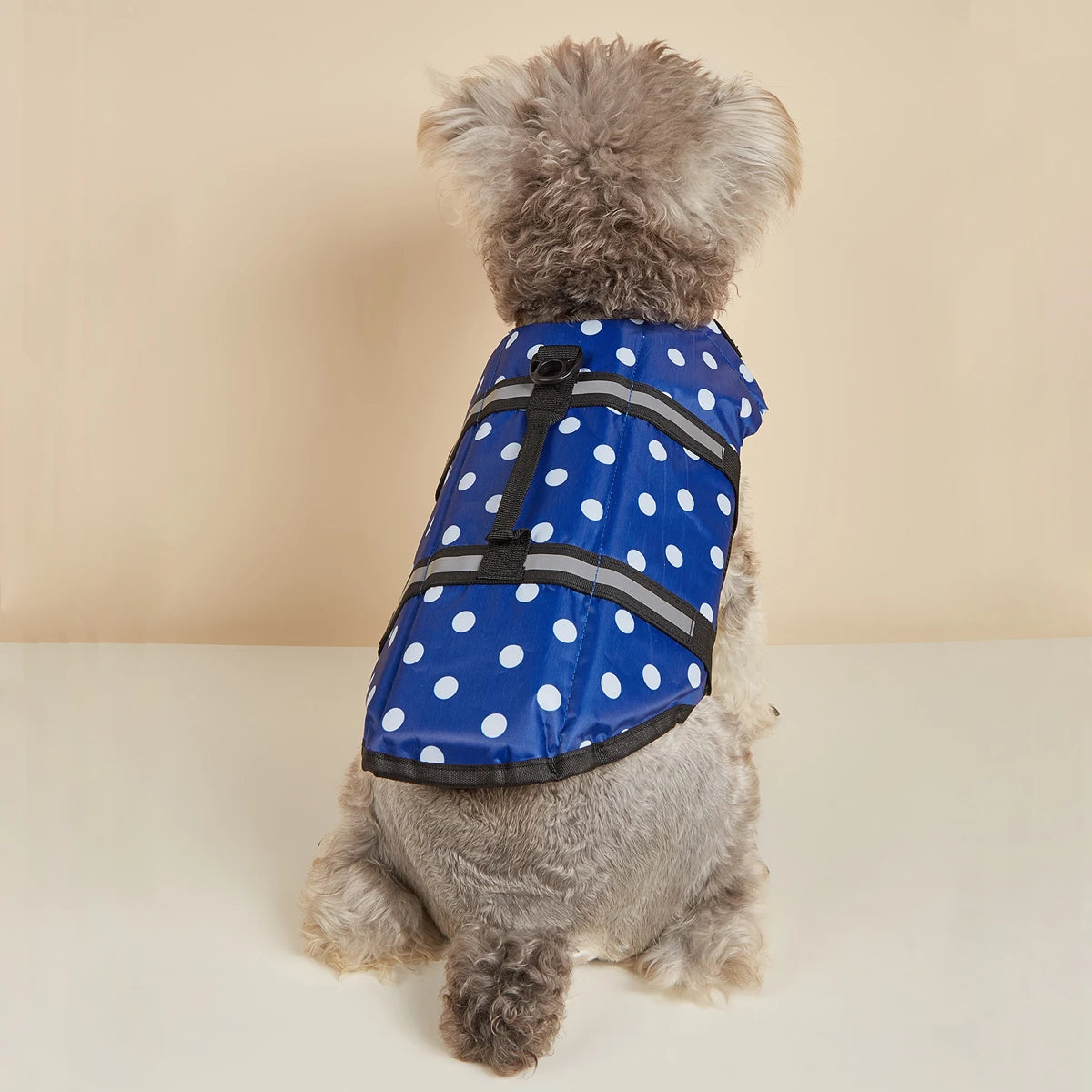 Un petit chien duveteux portant un gilet de sauvetage bleu à pois blancs et rayures réfléchissantes.