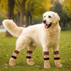 A light-colored Golden Retriever dog wearing anti-slip knitted socks in various patterns outdoors.