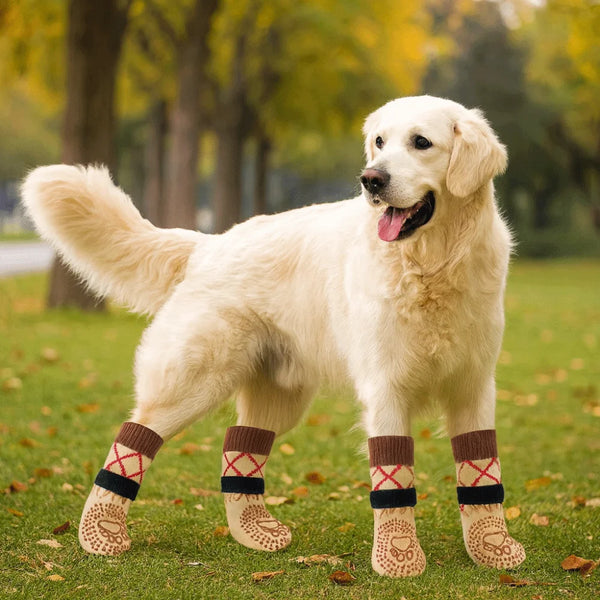 A light-colored Golden Retriever dog wearing anti-slip knitted socks in various patterns outdoors.