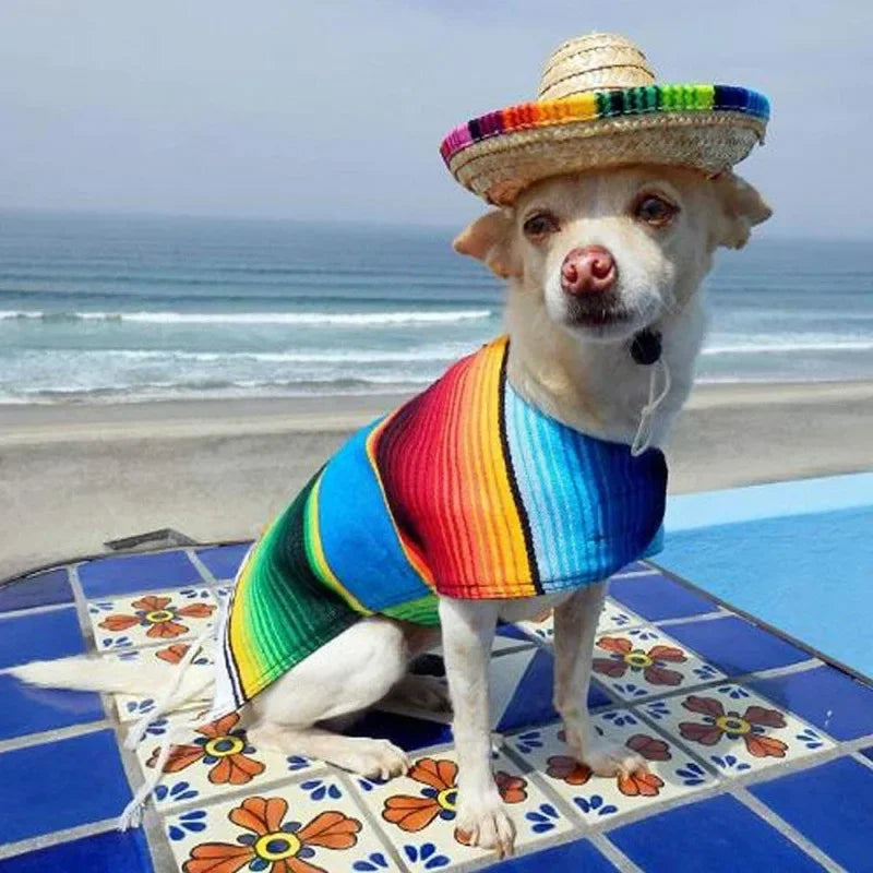 Un perro de color claro con una camisa a rayas colorida, parado sobre suelo de baldosas azules cerca del océano.