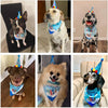 A collection of dogs wearing colorful birthday outfits and neck scarves.