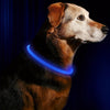 Un chien brun portant un collier LED bleu brillant sur un fond bleu foncé.