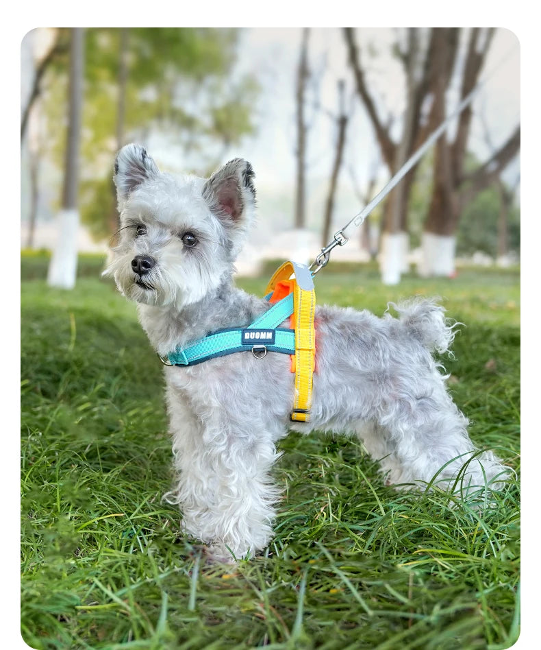 Ein flauschiger grauer Hund mit blauem Geschirr steht auf grünem Gras.