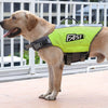 Un perro marrón claro vistiendo un chaleco salvavidas de color verde lima brillante con correas negras.