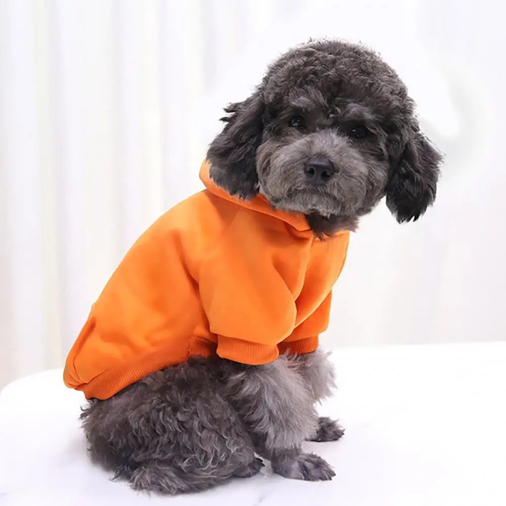 A small, dark gray poodle-type dog wearing an orange hooded sweatshirt, sitting on a white surface.