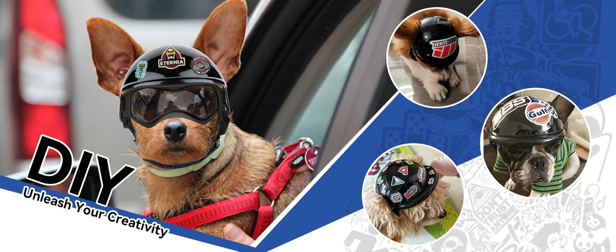 A brown dog wearing a black pet safety helmet and goggles, looking directly at the camera.