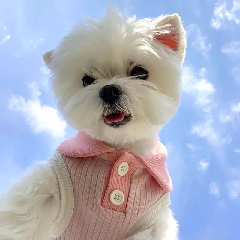A fluffy white dog wearing a pink knitted shirt outdoors against a blue sky.