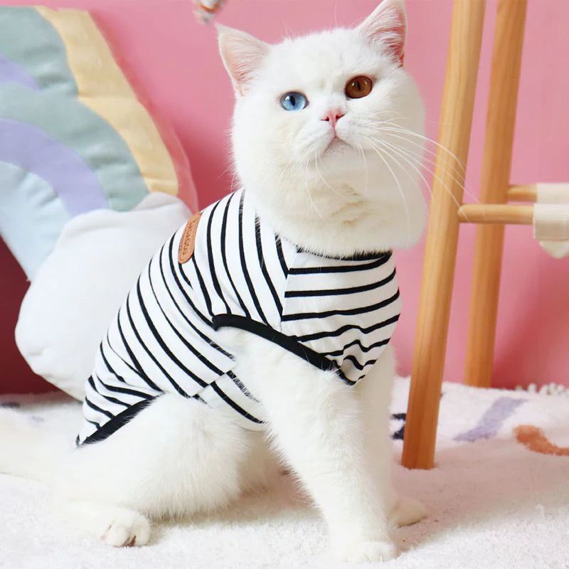 A white cat wearing a black and white striped sleeveless vest sitting on a white surface.
