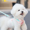 A white poodle wearing a pink and teal striped dog harness standing outdoors.