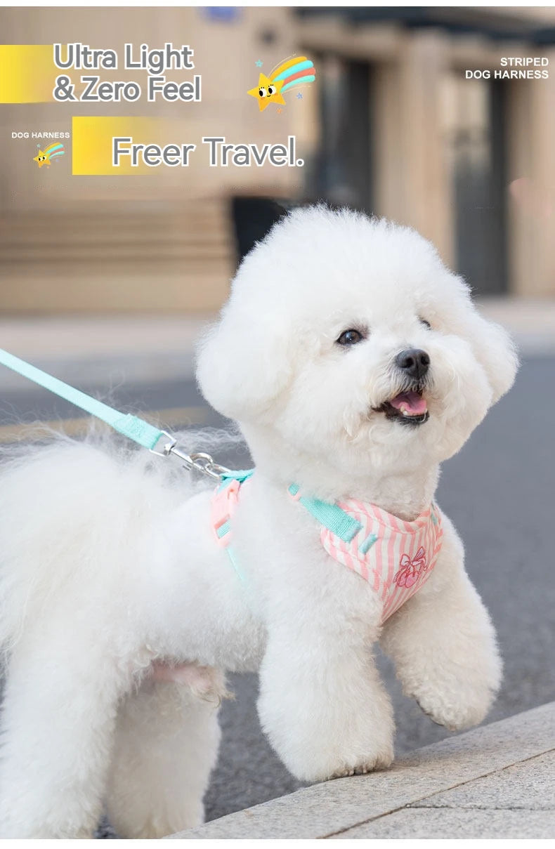 A white poodle wearing a pink and teal striped dog harness standing outdoors.