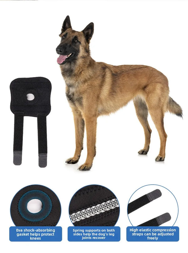 A brown dog standing next to various pet joint support and rehabilitation tools including a shock-absorbing gasket and spring