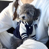 Un perro pequeño gris vistiendo una chaqueta de béisbol de punto a rayas azul marino y blanca, sostenido por una persona.