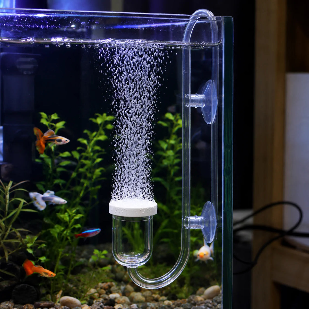 A clear glass aquarium setup showing aquatic plants and an aquarium CO2 diffuser with a bubble counter attached by a suction 