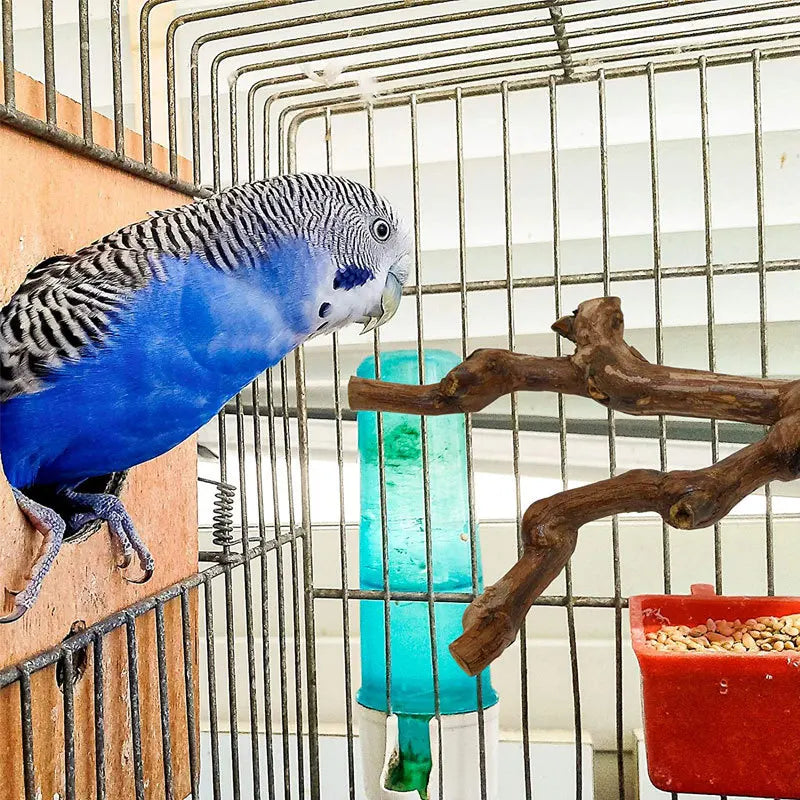 A blue and gray cockatiel perches on a wire cage next to a natural wood grape branch perch.