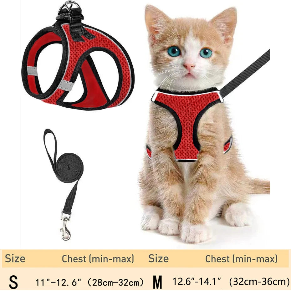 Un pequeño gatito atigrado naranja vistiendo un arnés rojo y una correa negra.